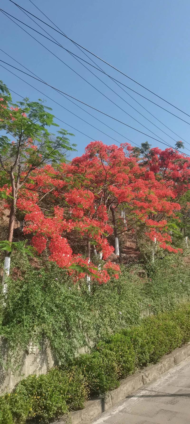 春夏交替之际,国外旅游好去处,塞班岛的凤凰花你看过吗?