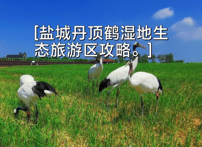 2023盐城丹顶鹤湿地生态旅游区春节活动汇总
