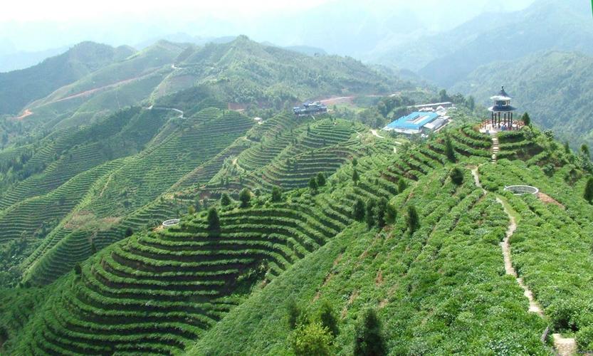 凌云“茶山金字塔”的茶文化旅游