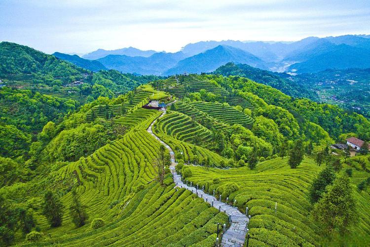 杭州有哪些茶山值得参观?